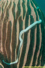 sea cucumber